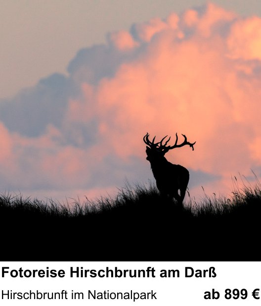 Kompositorischer Fotokurs – Fotoreise Hirschbrunft am Darß und Hirschbrunft im Nationalpark
