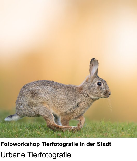 Fotoworkshop Tierfotografie in der Stadt erleben und fotografieren in Münster