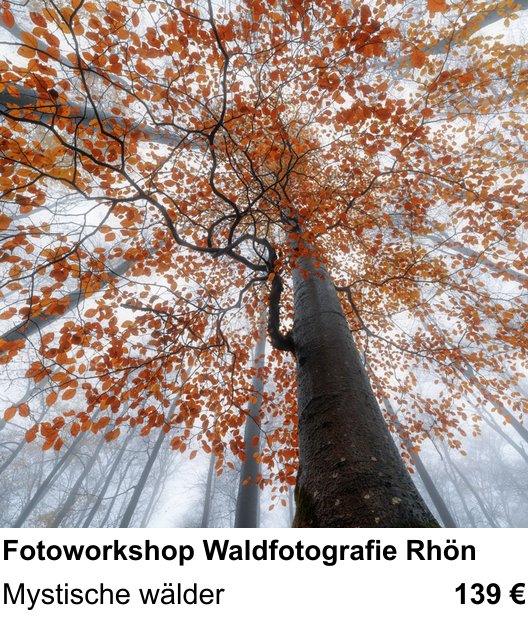 Kompositorischer Fotokurs – Fotoworkshop Waldfotografie Rhön und Mystische wälder