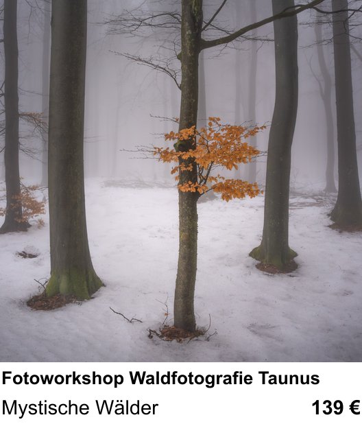 Kompositorischer Fotokurs – Fotoworkshop Waldfotografie Taunus und Mystische Wälder