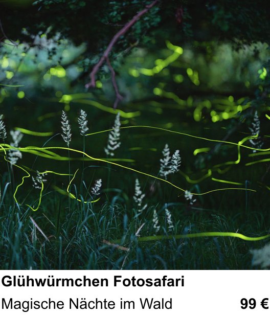 Kompositorischer Fotokurs – Glühwürmchen Fotosafari und Magische Nächte im Wald
