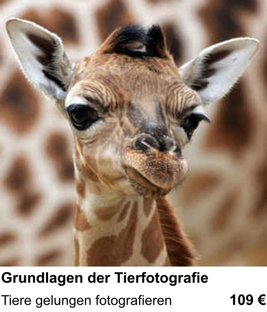Grundlagen der Tierfotografie erleben und fotografieren in Münster