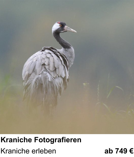 Kompositorischer Fotokurs – Kraniche Fotografieren und Kraniche erleben