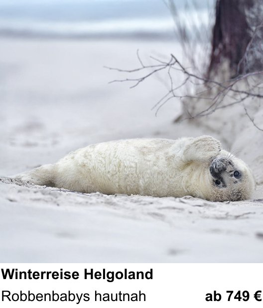 Kompositorischer Fotokurs – Naturfotografie auf Helgoland im Winter und Robbenbabys hautnah