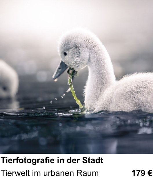 Tierfotografie in der Stadt erleben und fotografieren in Münster