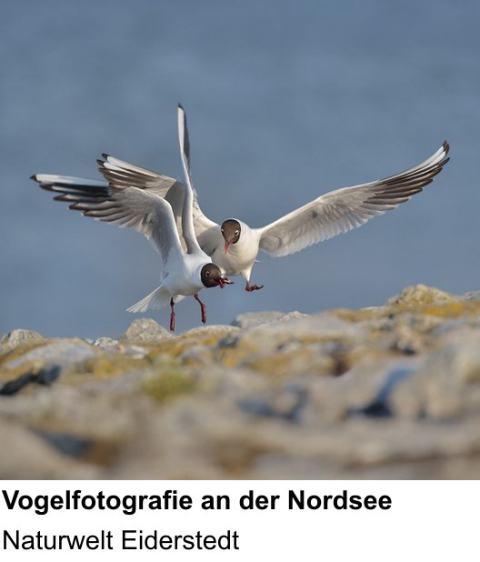 Kompositorischer Fotokurs – Naturfotografie an der Nordseeküste und Naturwelt Eiderstedt