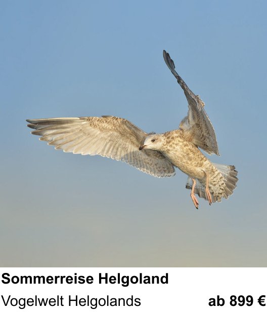 Kompositorischer Fotokurs – Helgoländer Vogelwelt im Sommer und Vogelwelt Helgolands
