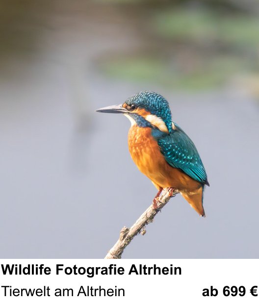 Kompositorischer Fotokurs – Wildlife Fotografie Altrhein und Tierwelt am Altrhein